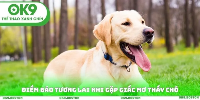Điềm báo tương lai khi gặp giấc mơ thấy chó