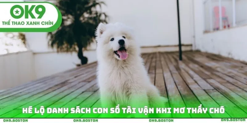 Hé lộ danh sách con số tài vận khi mơ thấy chó