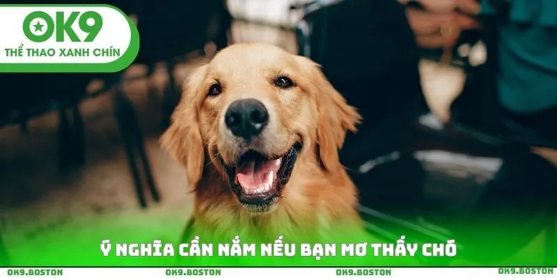 Ý nghĩa cần nắm nếu bạn mơ thấy chó